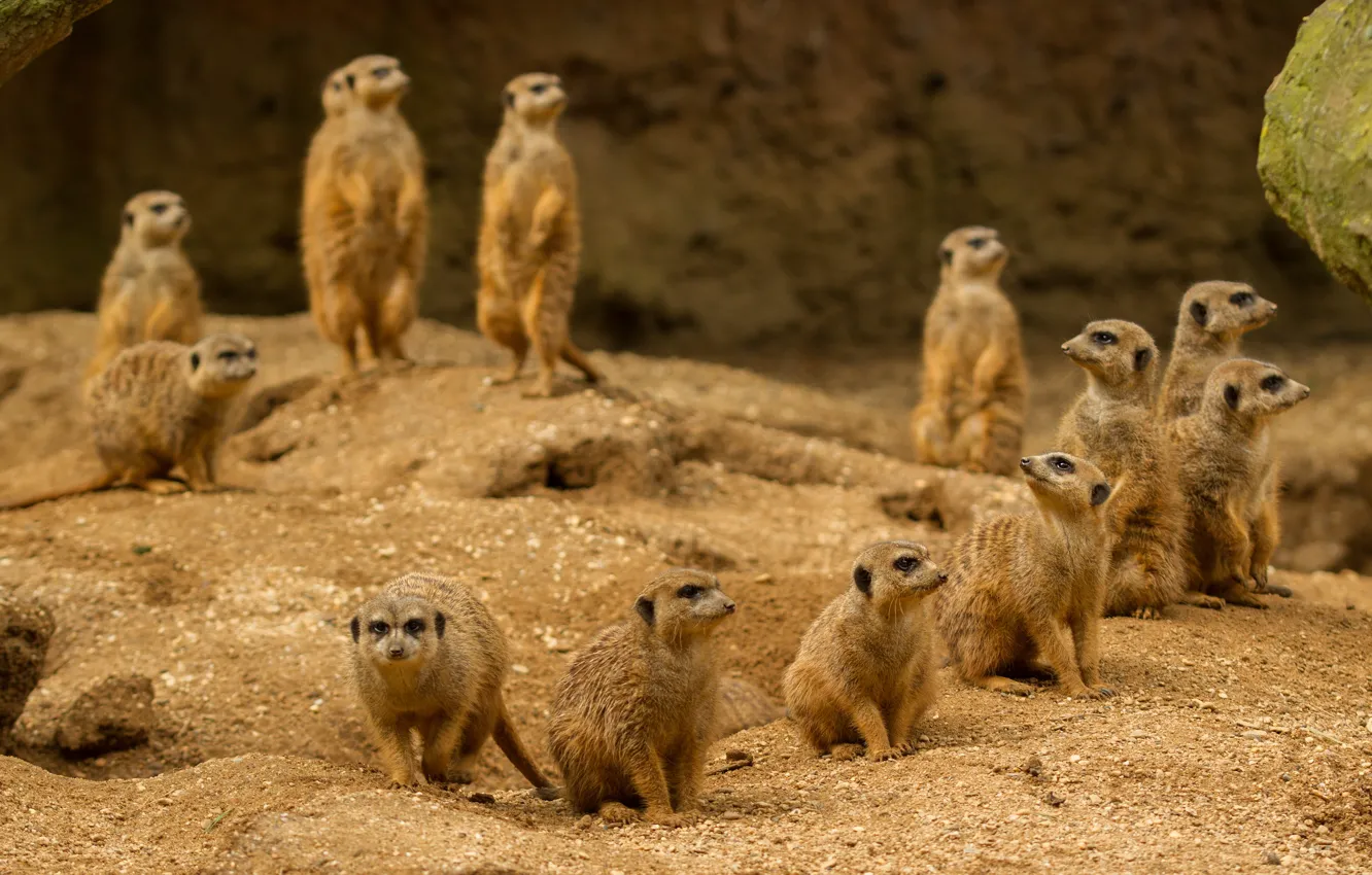 Photo wallpaper sand, look, nature, pose, meerkats, company, a lot, stand