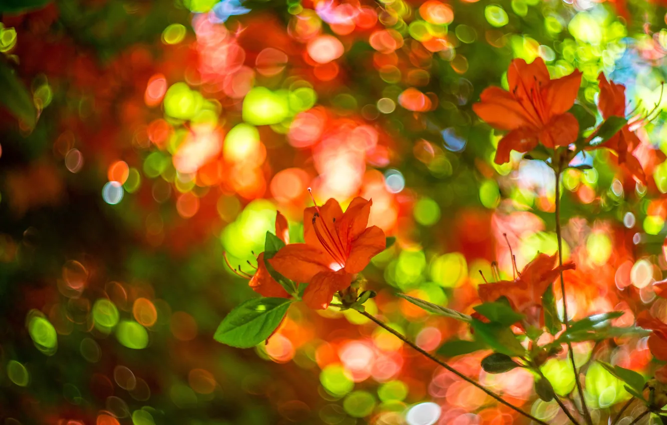 Photo wallpaper greens, leaves, flowers, red, background, blur, spring, flowering