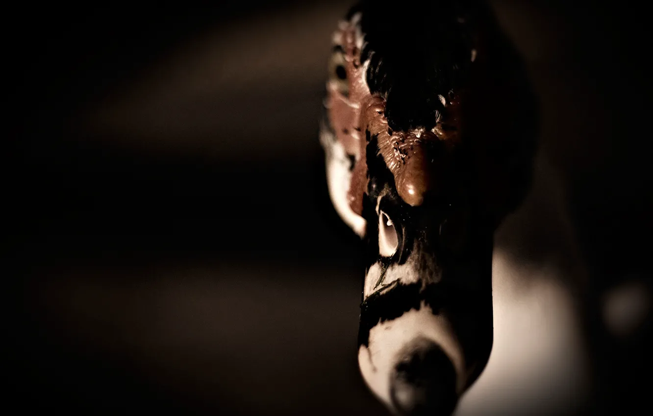 Photo wallpaper macro, duck, nose