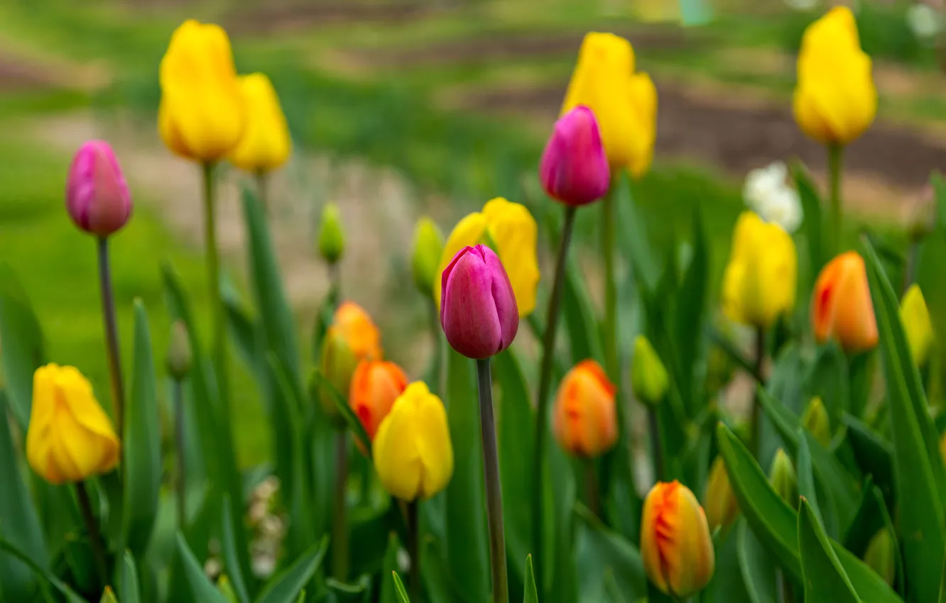 Photo wallpaper greens, flowers, yellow, blur, spring, garden, tulips, pink