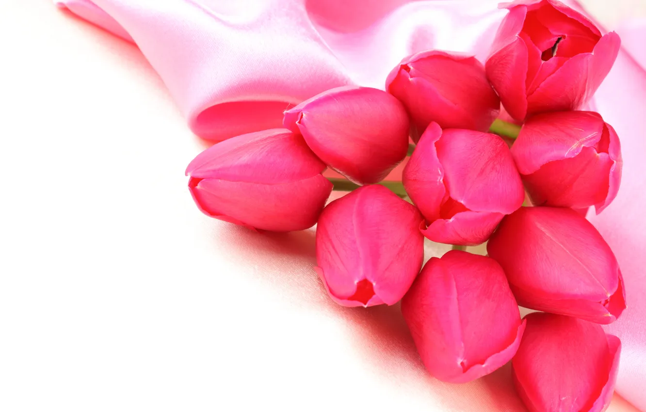 Photo wallpaper flowers, tulips, buds