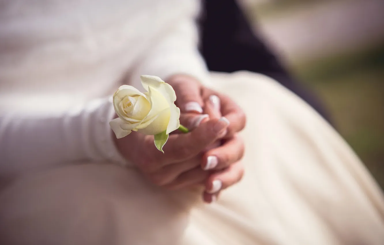 Photo wallpaper flowers, roses, petals, the bride