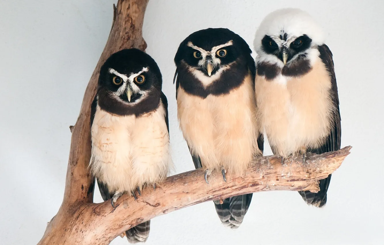 Photo wallpaper owl, bird, three, three