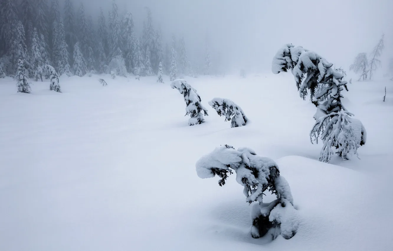 Photo wallpaper winter, snow, trees