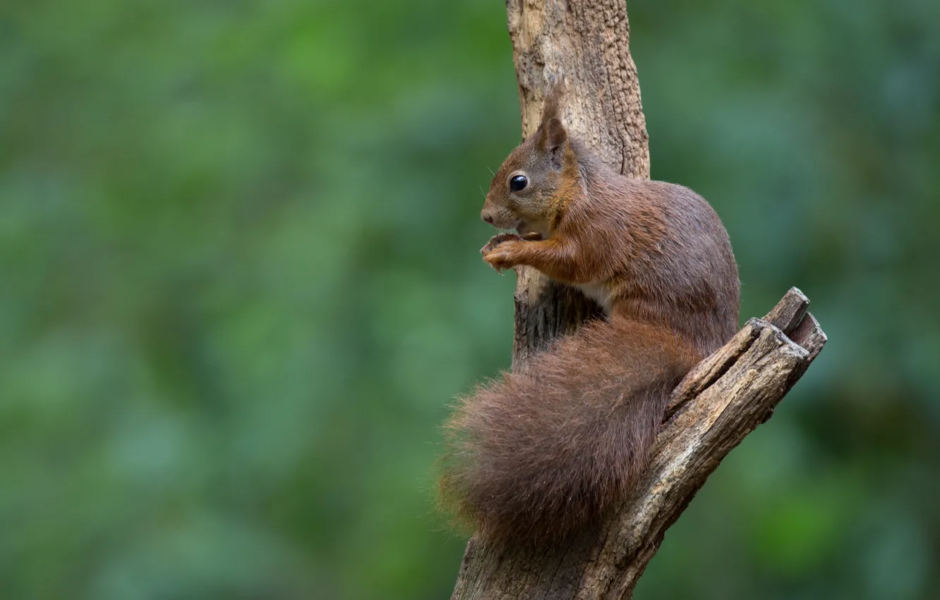 Photo wallpaper trees, green, background, protein, rodent, bitch