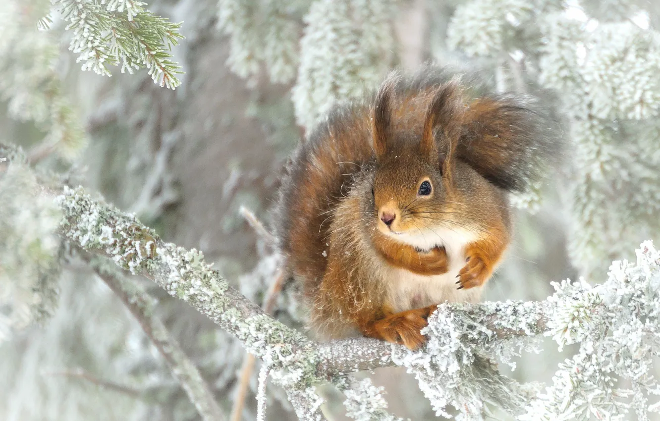 Photo wallpaper frost, branches, protein, sitting