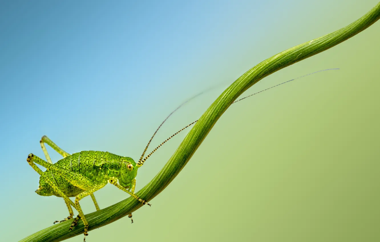 Photo wallpaper branch, insect, cricket