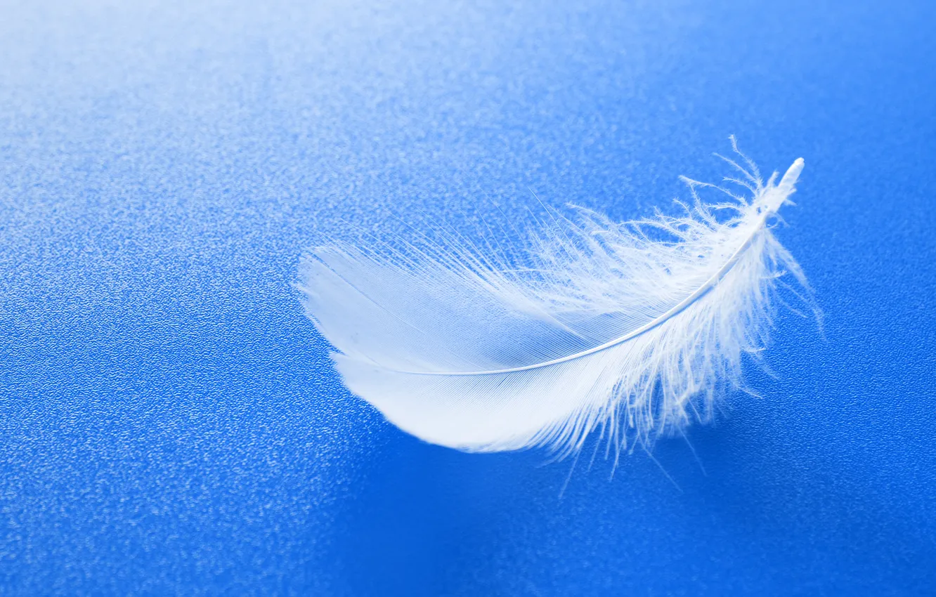 Photo wallpaper light, fragile, pattern, macro, smooth, soft, single, feather