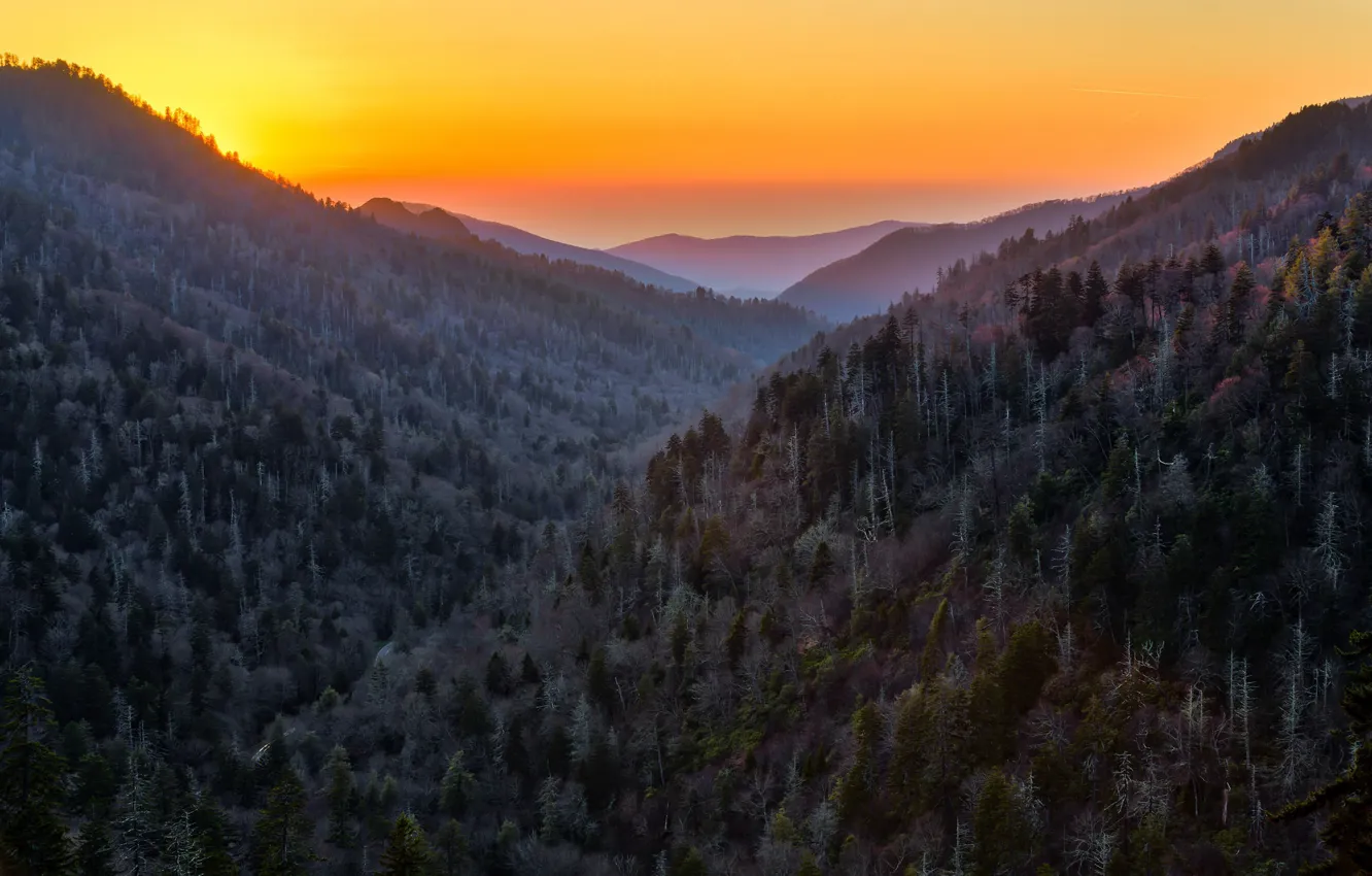 Photo wallpaper forest, sunset, mountains, nature, United States, Tennessee, Sevier