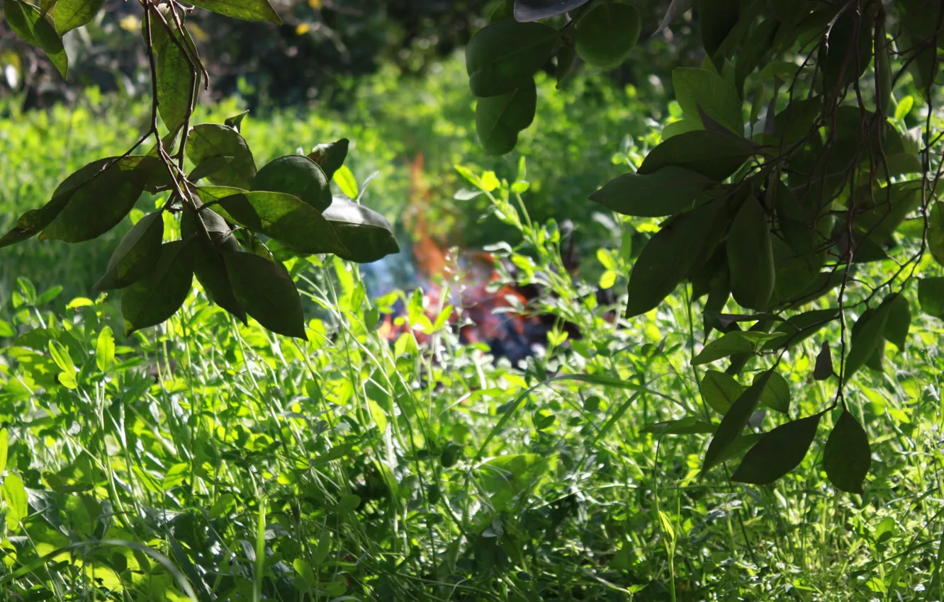 Photo wallpaper green, fire, black