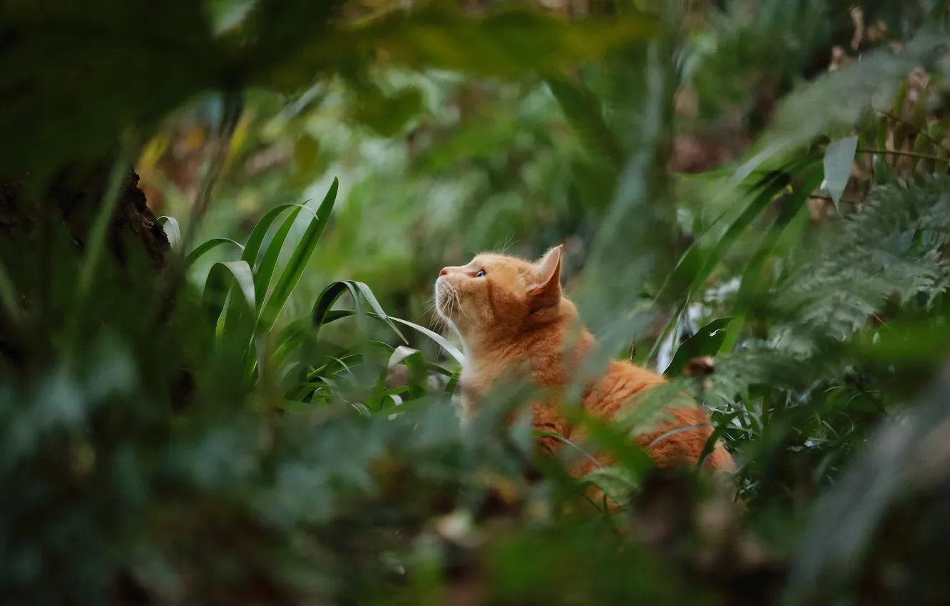 Photo wallpaper greens, cat, cat, vegetation, red, cat