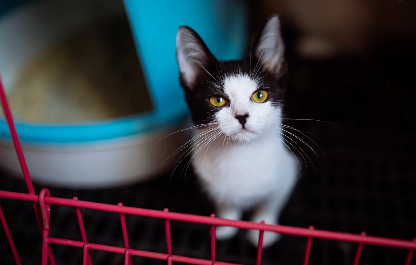 Photo wallpaper cat, cat, look, background, dark, portrait, grille, black and white