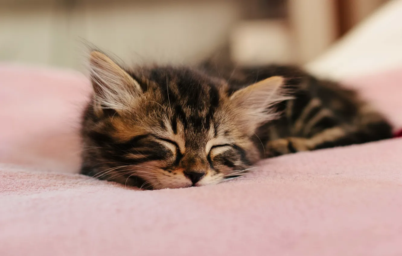 Photo wallpaper kitty, wool, sleeping, ears