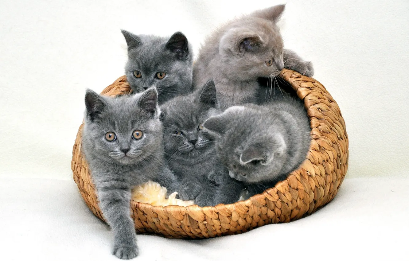 Photo wallpaper grey, basket, kitty