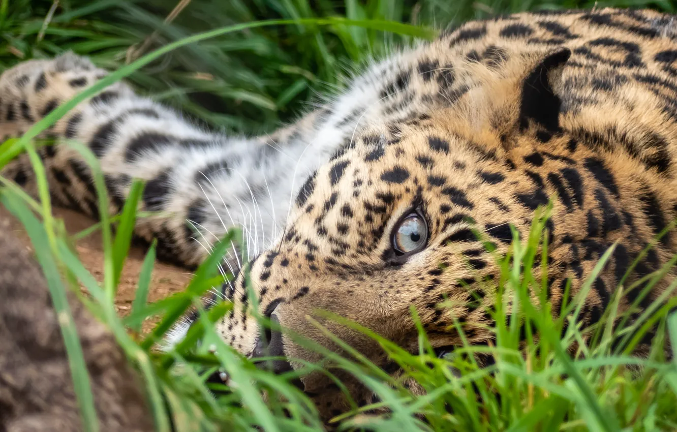Photo wallpaper grass, eyes, leopard