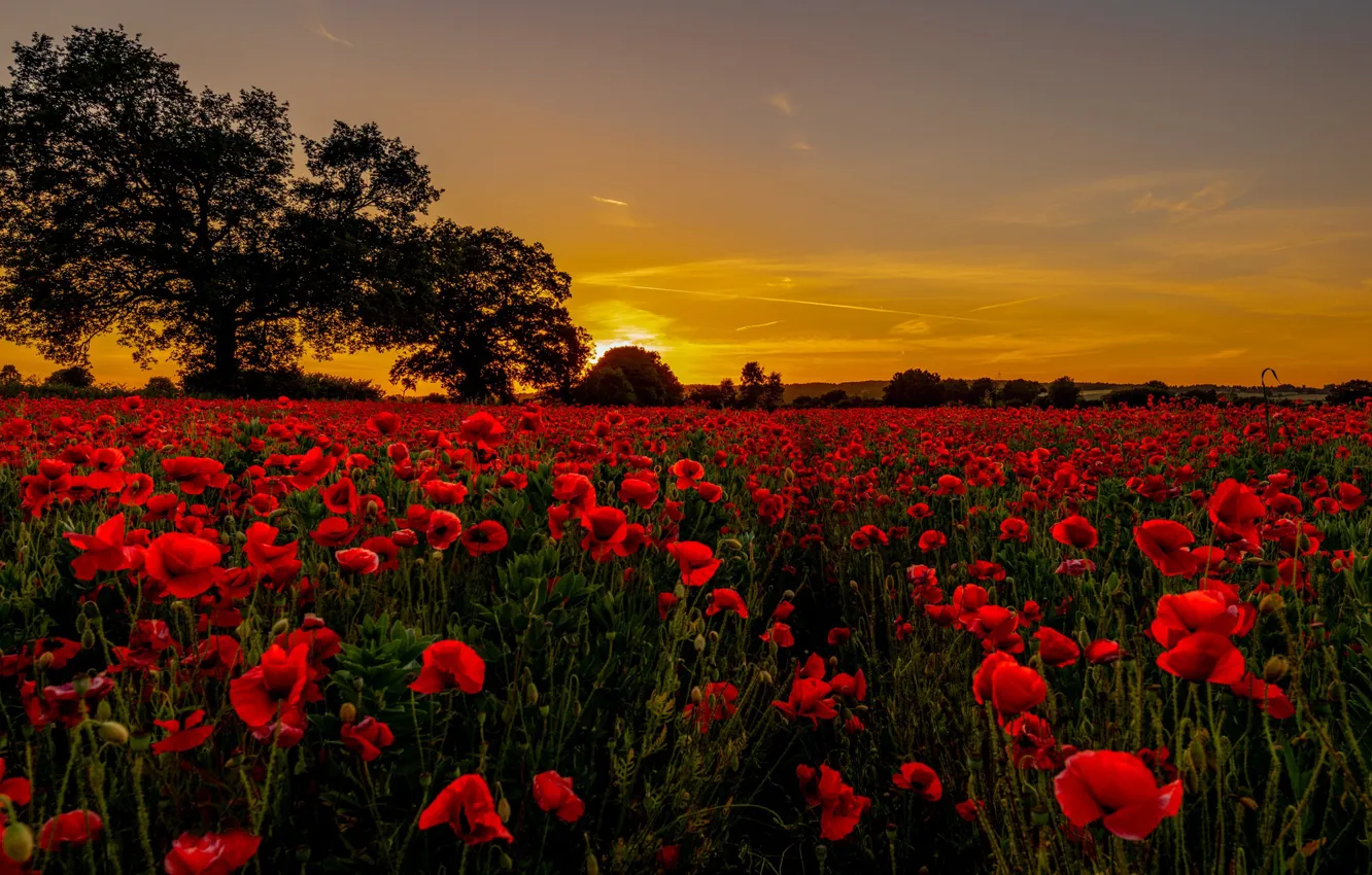 Photo wallpaper field, summer, the sky, the sun, clouds, trees, sunset, flowers