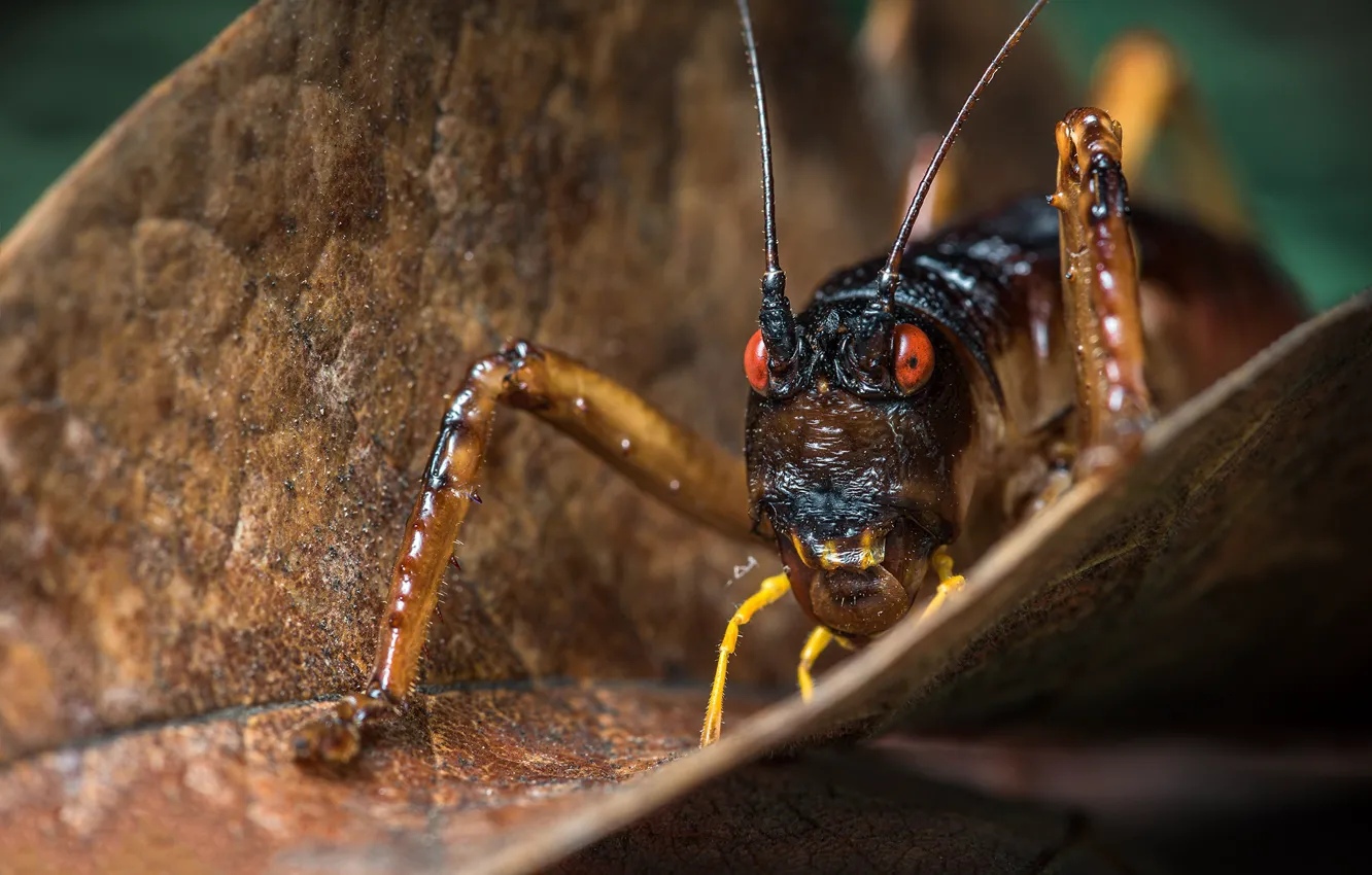 Photo wallpaper mustache, look, macro, background, leaf, legs, insect, grasshopper