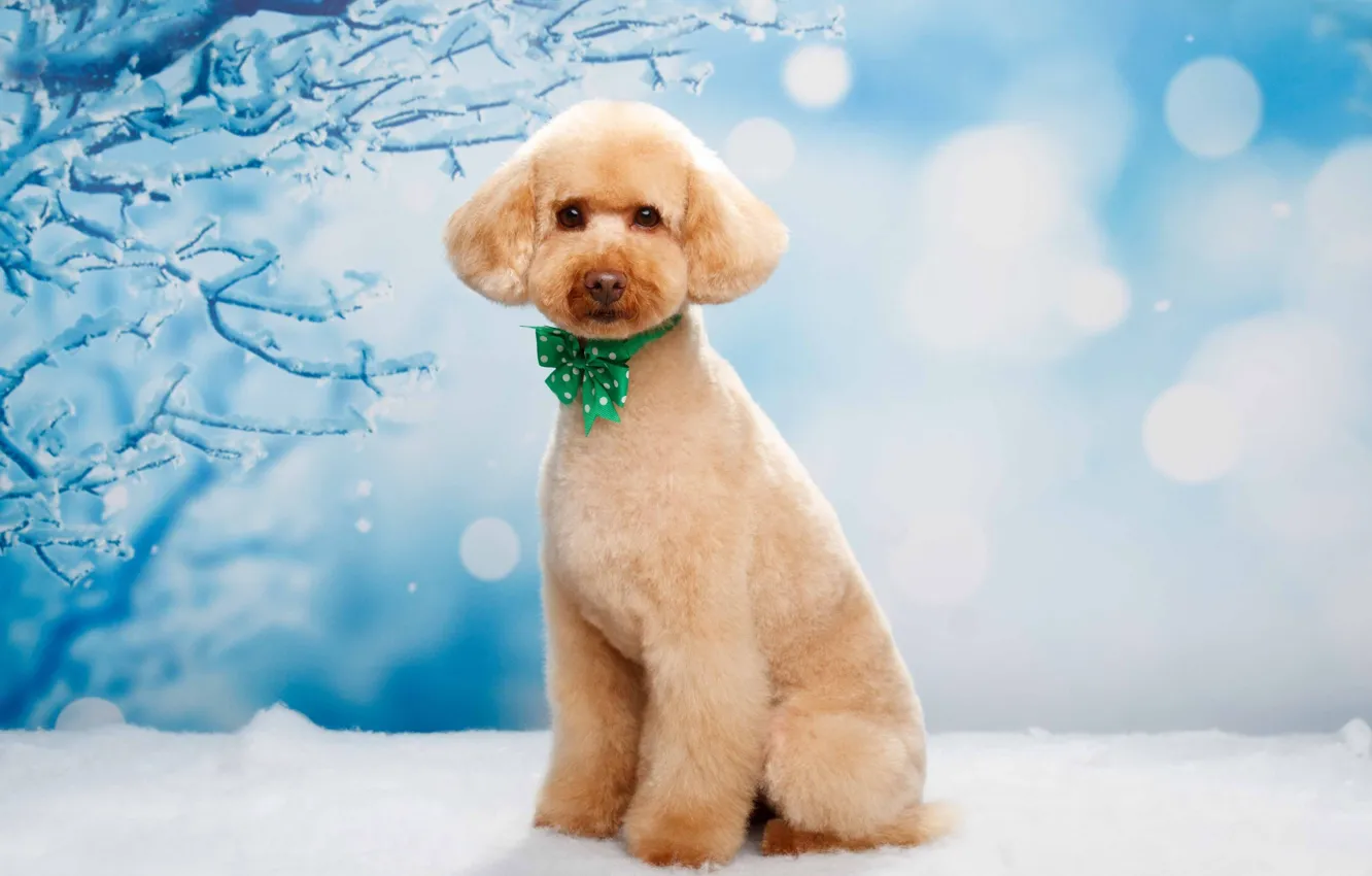 Photo wallpaper snow, background, dog, bow, poodle, Natalia Lays