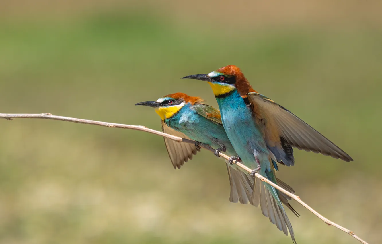Photo wallpaper bird, European bee-eater, Oksana Dorn, Two views on the same branch