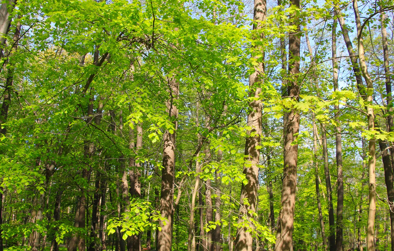 Tree Park Spring Wallpaper forest, trees, park, spring for mobile and desktop, section ...