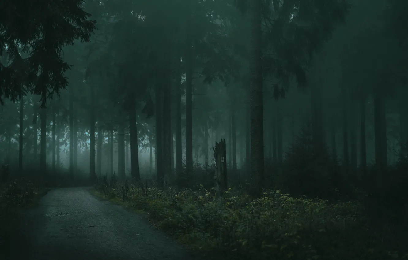 Photo wallpaper forest, trees, nature, fog, twilight, path