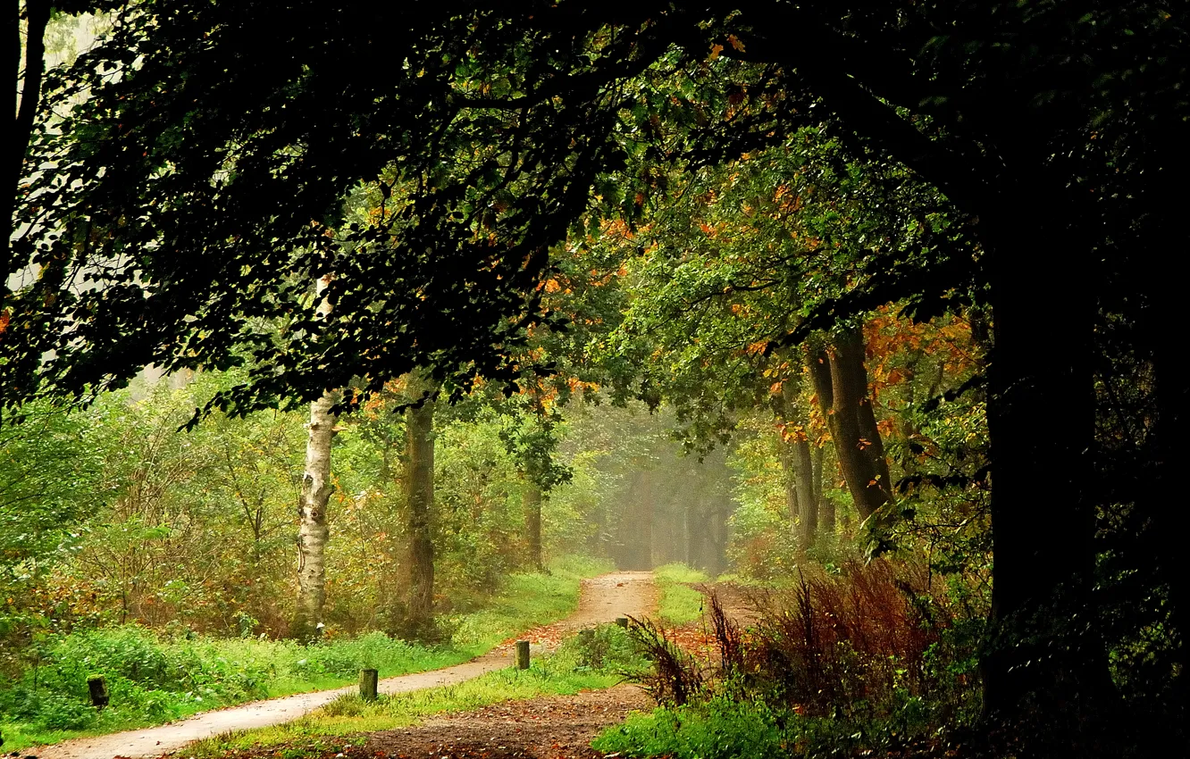 Photo wallpaper autumn, forest, trees, nature, path, trees, landscape, nature