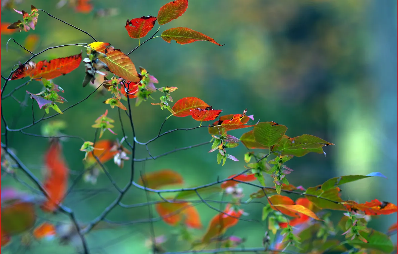 Photo wallpaper autumn, leaves, nature, branch