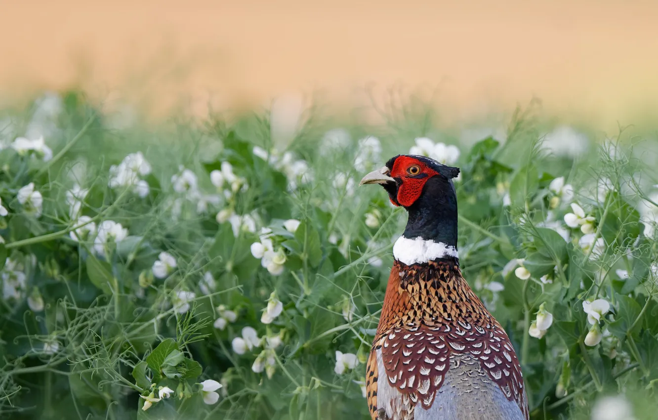 Photo wallpaper flowers, bird, glade, pheasant