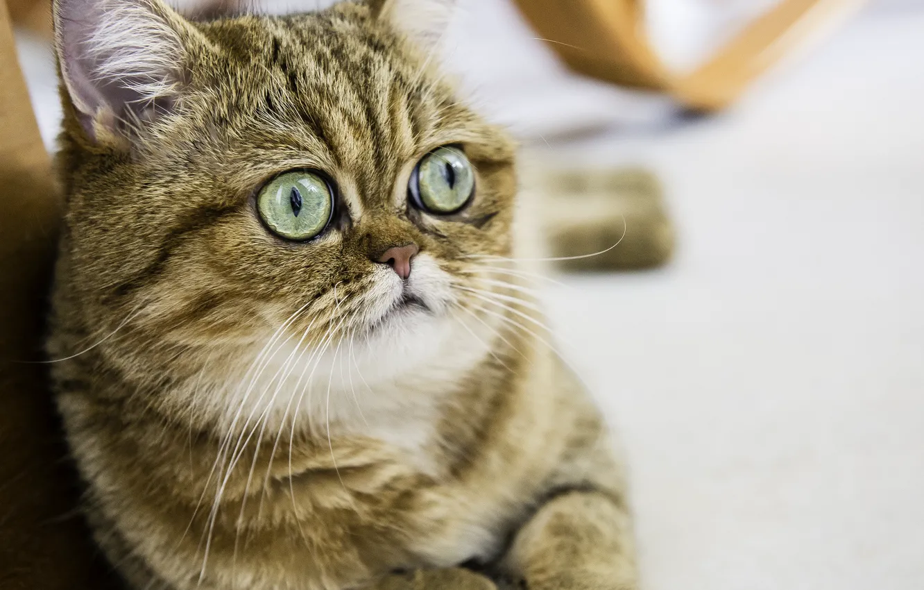 Photo wallpaper eyes, cat, look, Koshak, Tomcat, Shorthair