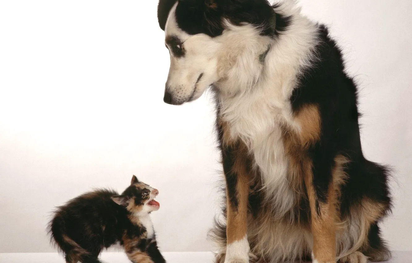 Photo wallpaper kitty, fright, Dog