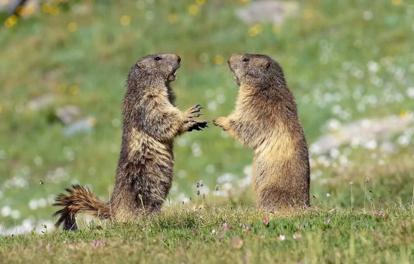 Photo wallpaper grass, pose, glade, spring, claws, stand, marmot, bokeh