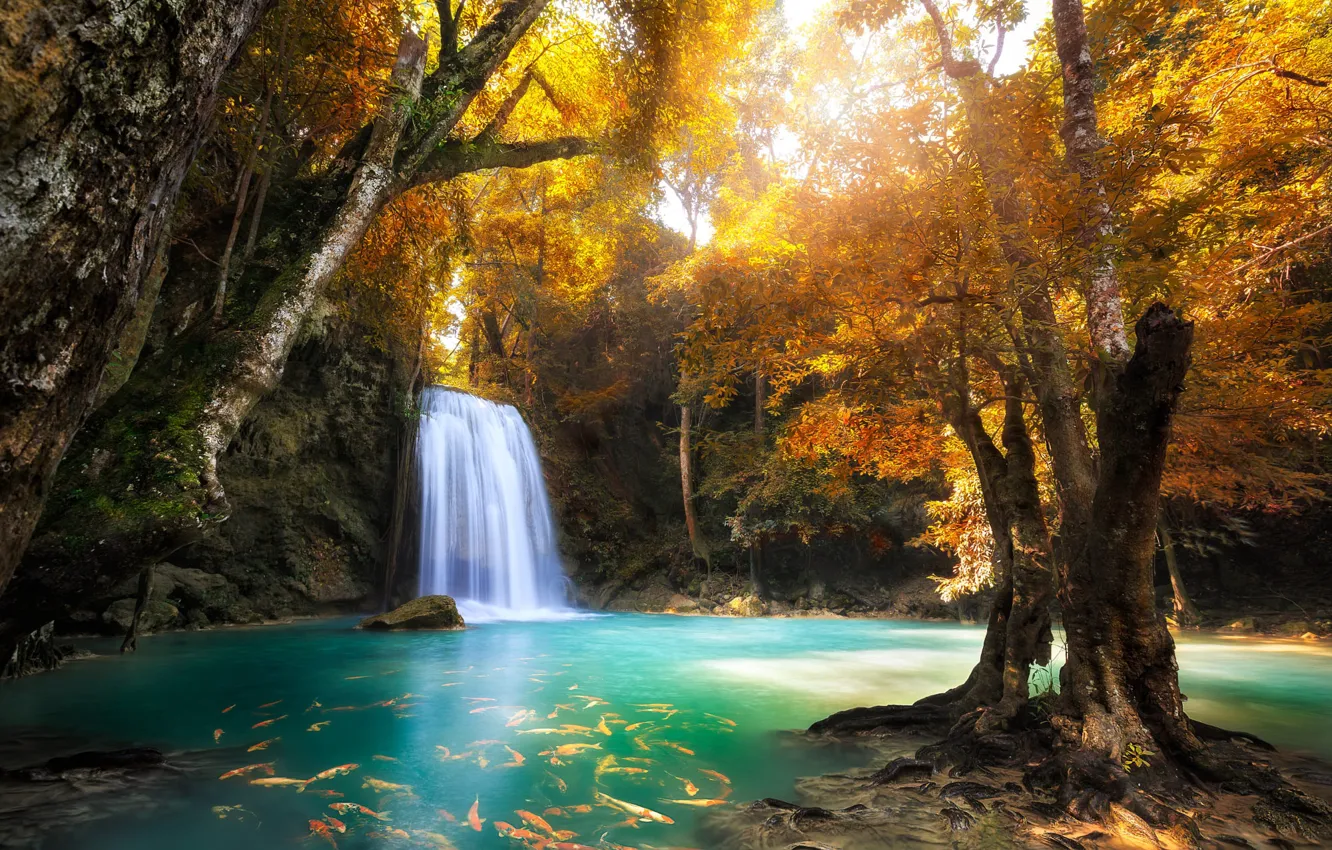 Photo wallpaper autumn, forest, trees, nature, rocks, waterfall, fish, Thailand