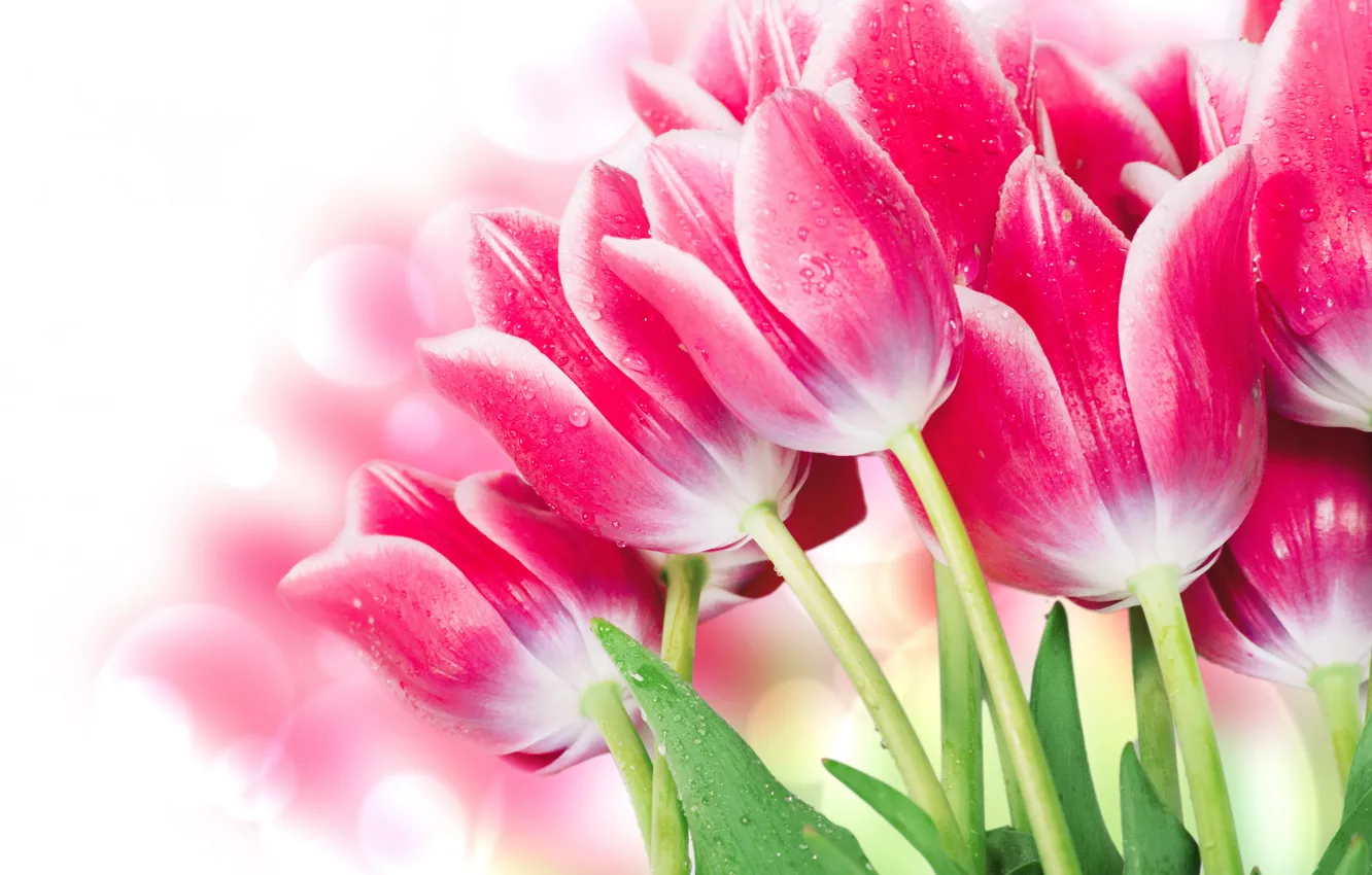 Photo wallpaper leaves, glare, background, tulips, pink, buds, wet, bokeh