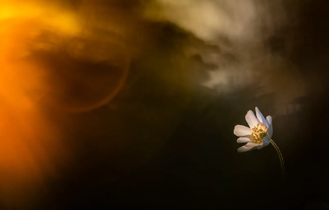 Photo wallpaper flower, nature, spring