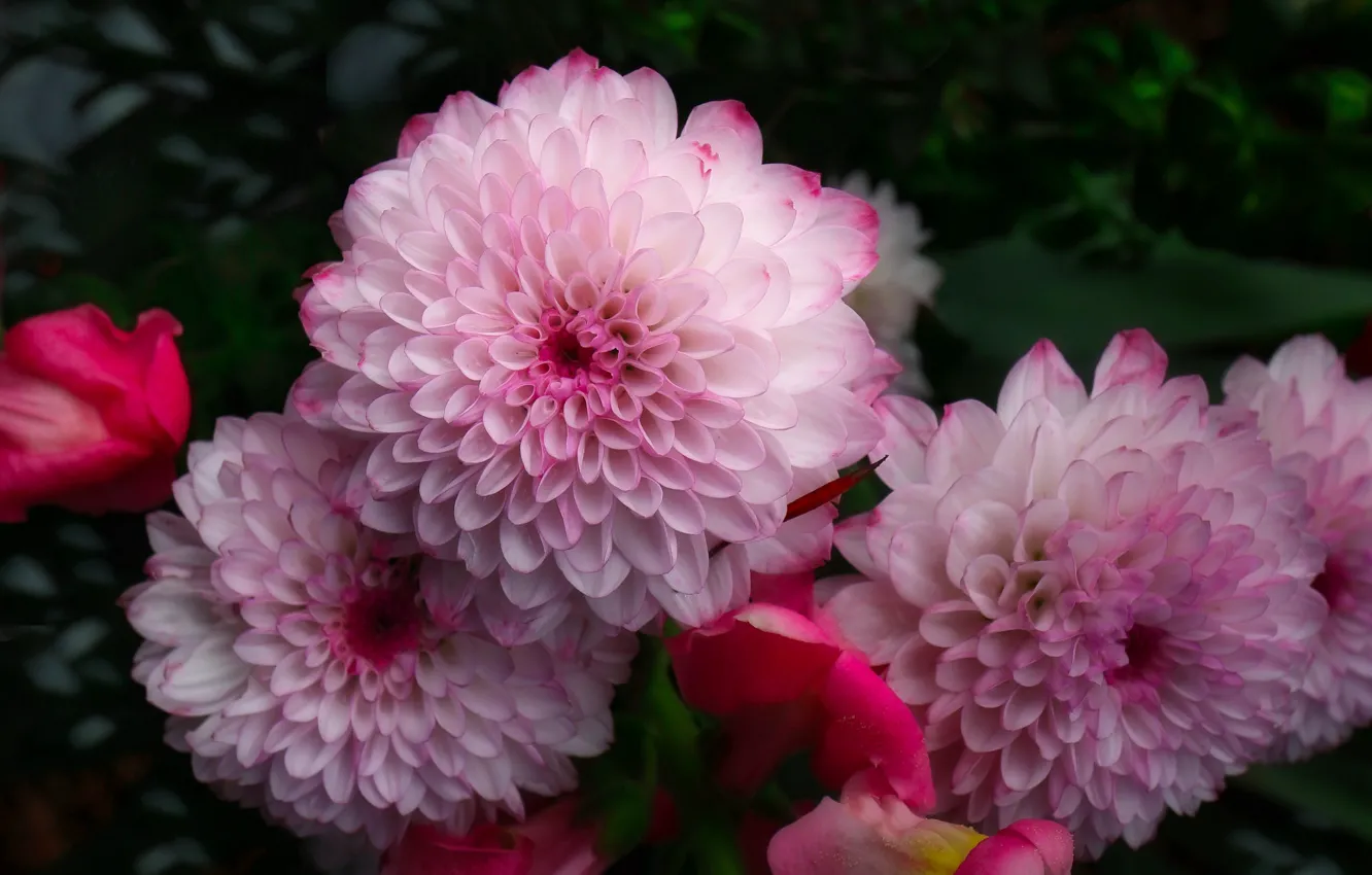 Photo wallpaper flowers, garden, pink, dahlias