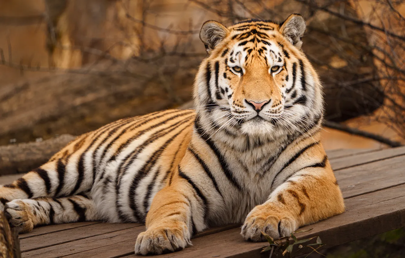 Photo wallpaper look, face, nature, tiger, pose
