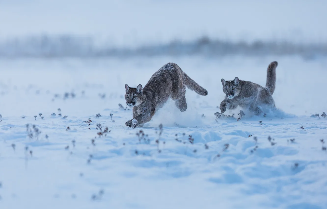 Photo wallpaper winter, field, snow, running, pair, the snow, Puma, Cougar