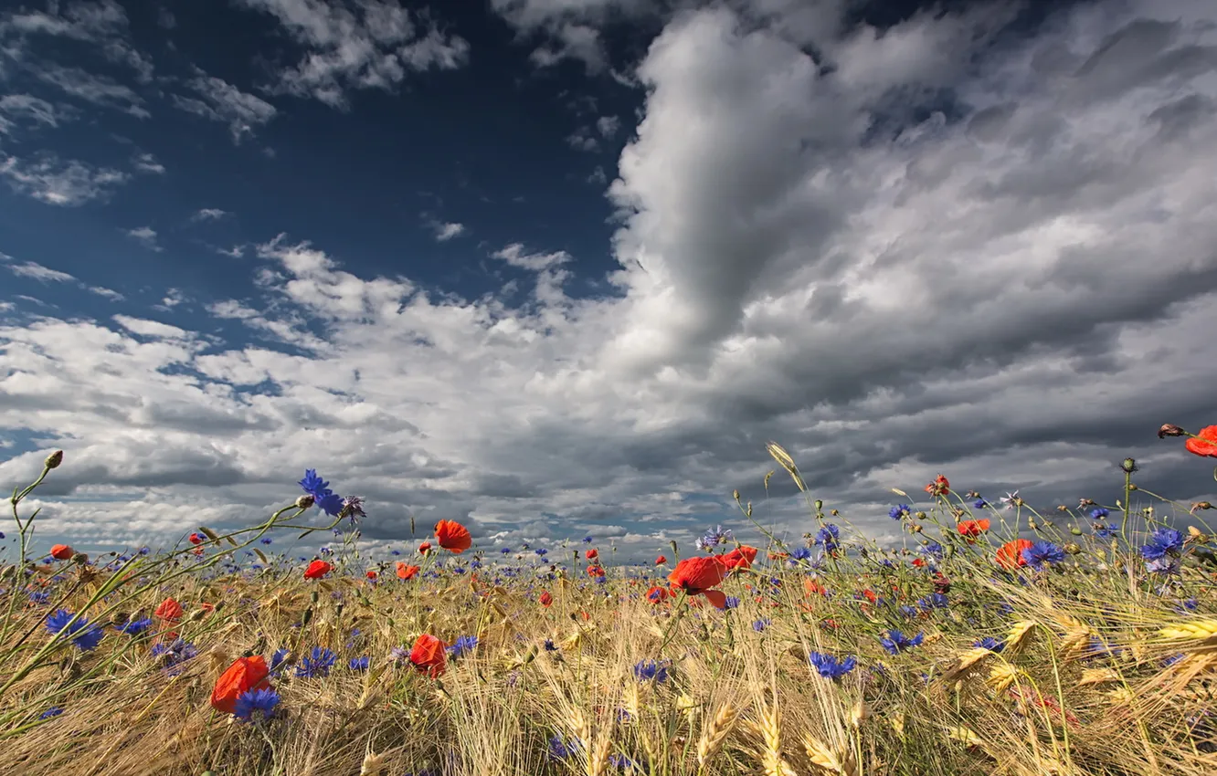 Photo wallpaper field, summer, flowers, nature, ears