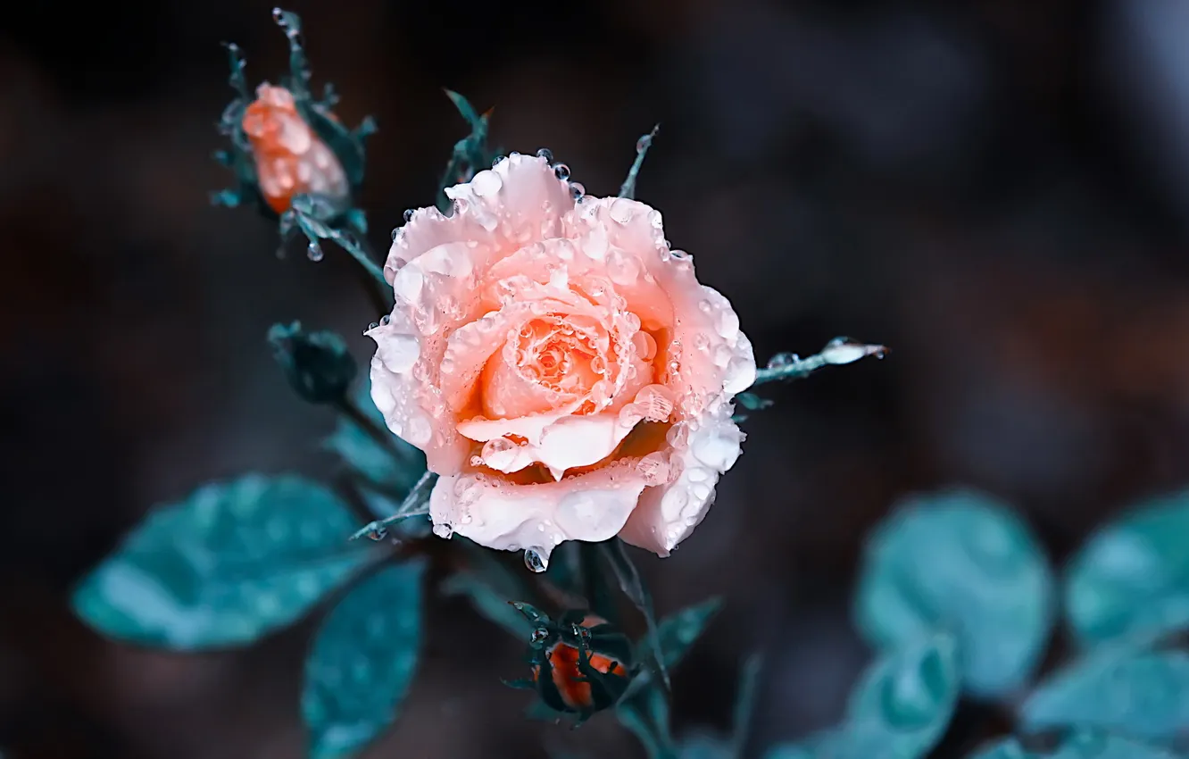 Photo wallpaper flowers, background, roses