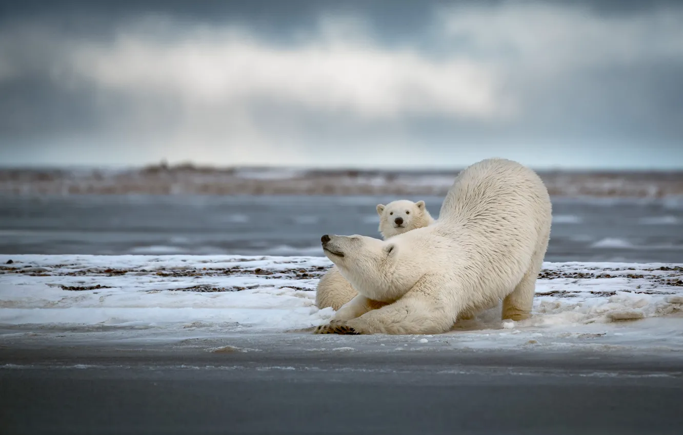 Photo wallpaper winter, snow, bears, pair, bear, white, polar bear, cub