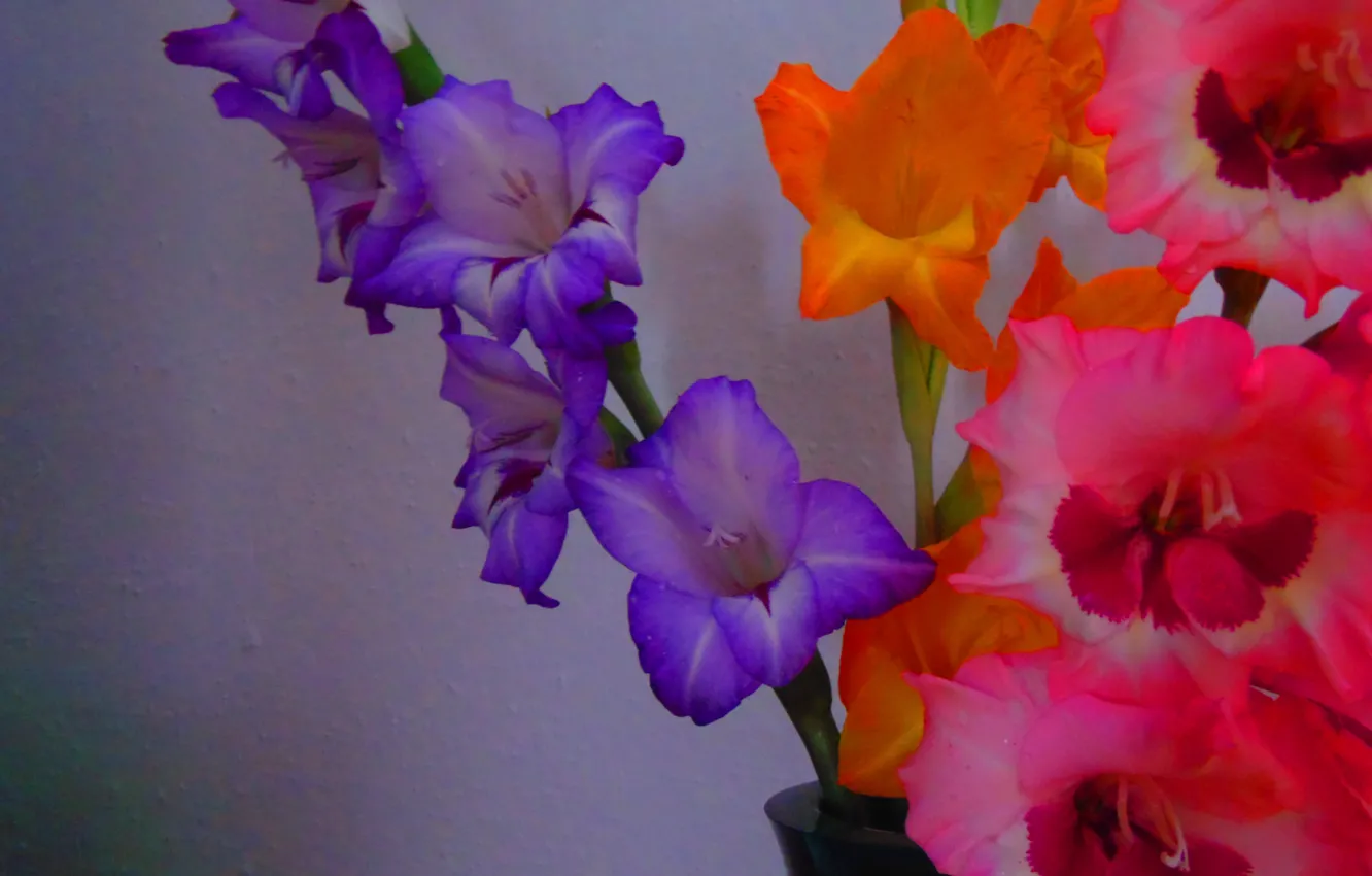 Photo wallpaper white, flowers, orange, photo, background, lilac, pink, gladiolus