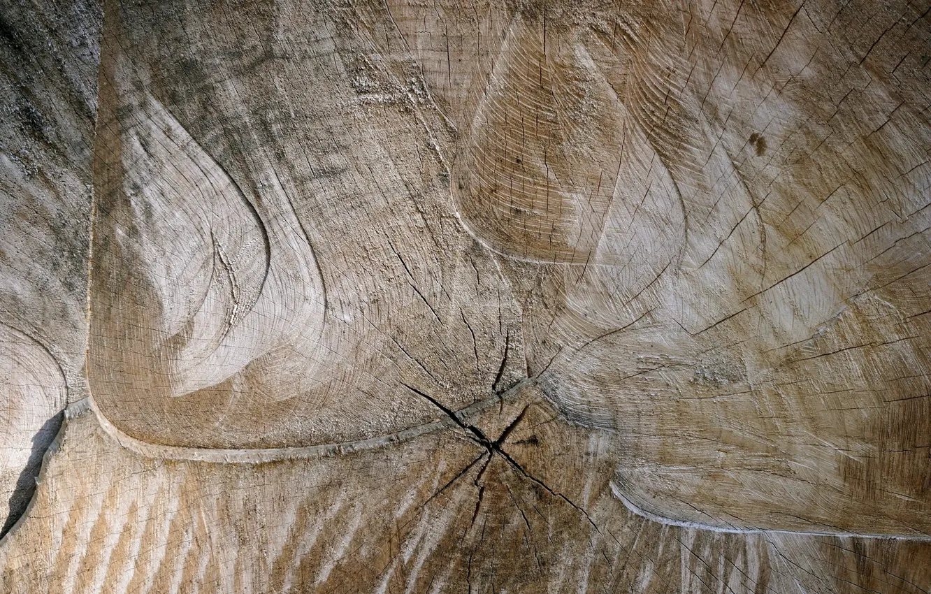Photo wallpaper background, tree, log