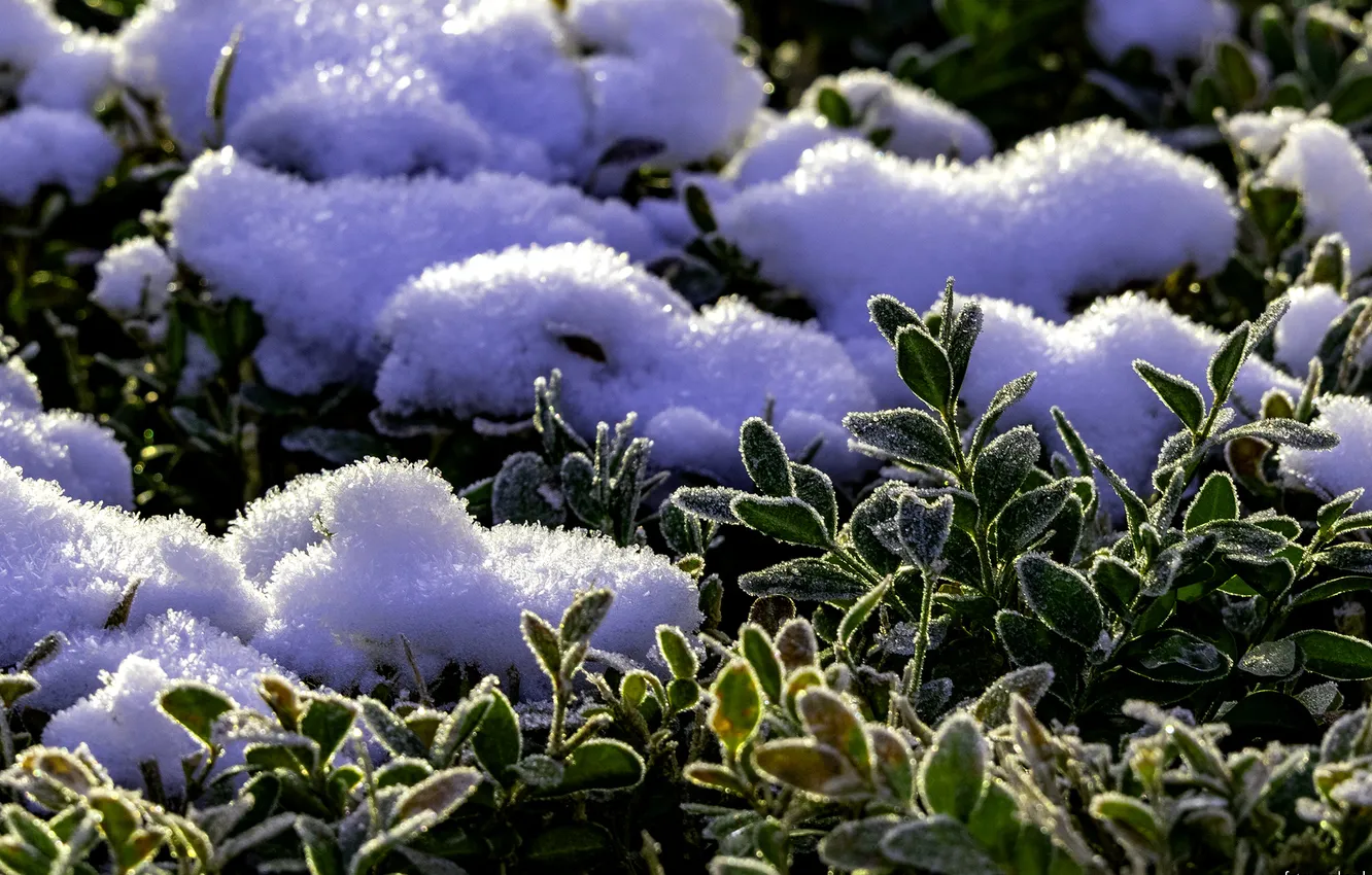 Photo wallpaper frost, leaves, snow, frost, the bushes