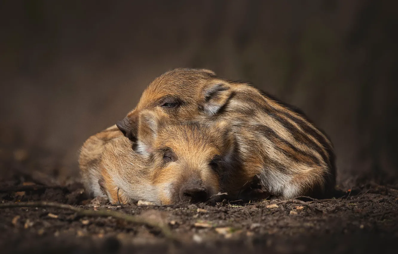 Photo wallpaper nature, the dark background, sleep, pair, boar, kids, a couple, two