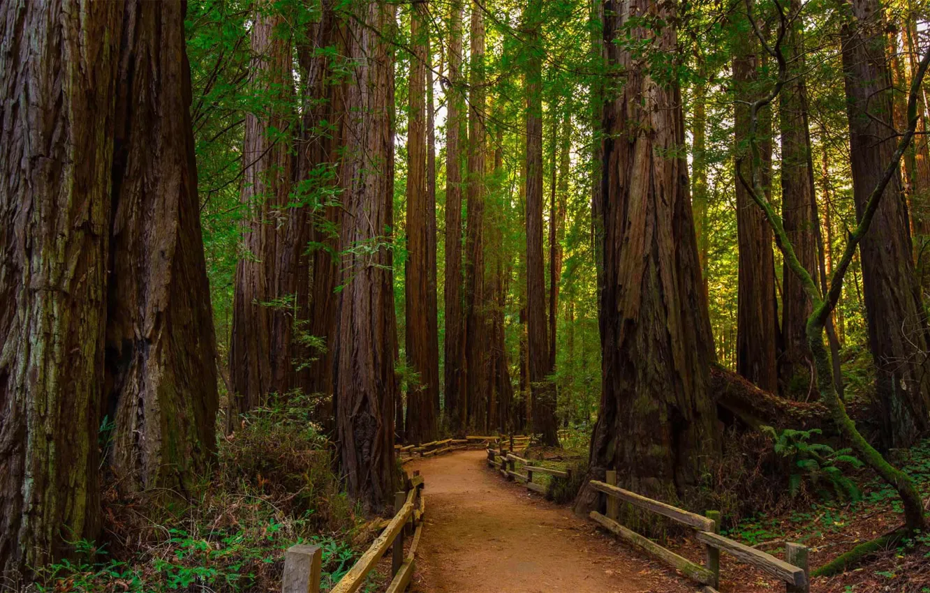 Photo wallpaper forest, trees, CA, USA, National Park Muir woods