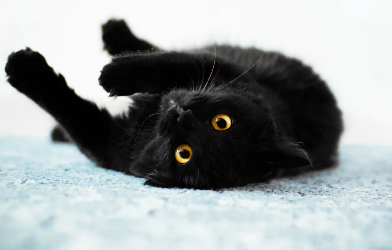 Photo wallpaper cats, black, cats