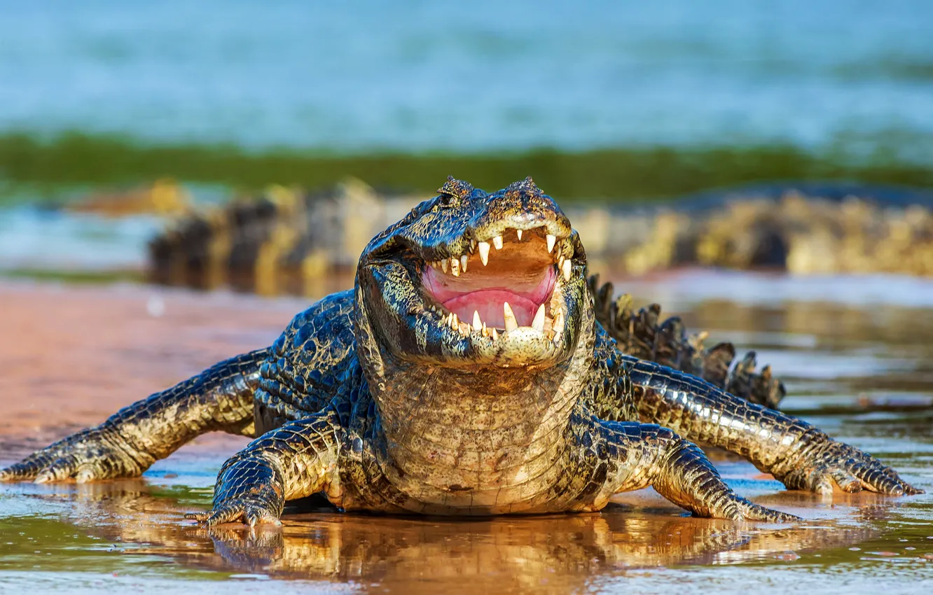 Photo wallpaper shore, crocodile, mouth, pond