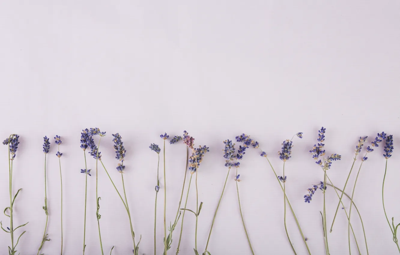 Photo wallpaper flowers, sprig, lavender