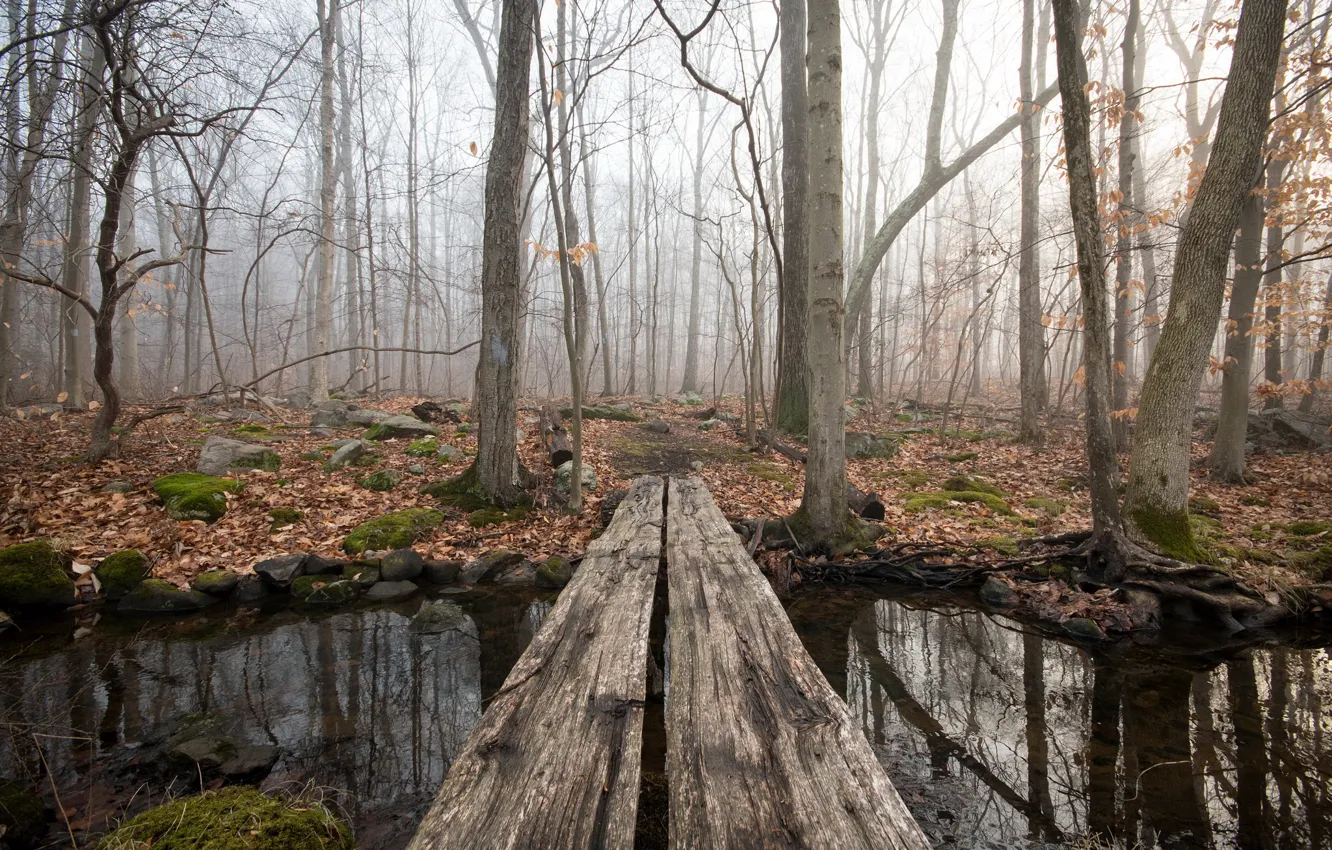 Photo wallpaper forest, bridge, river