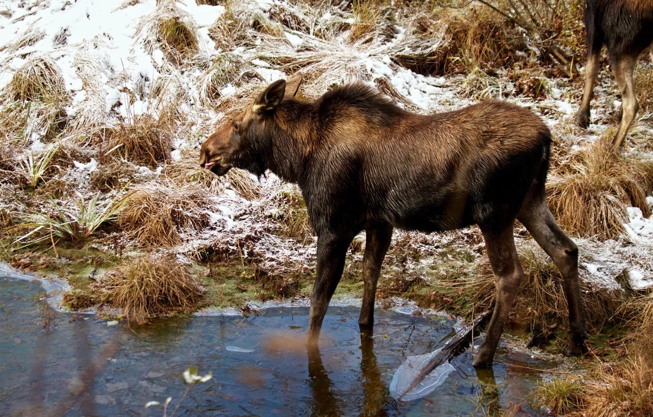 Photo wallpaper ice, winter, snow, nature, shore, pond, moose, calf